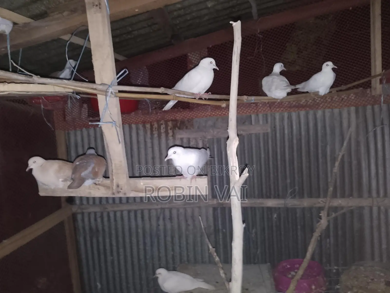 Dove Birds