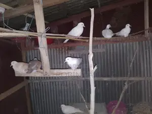 Dove Birds