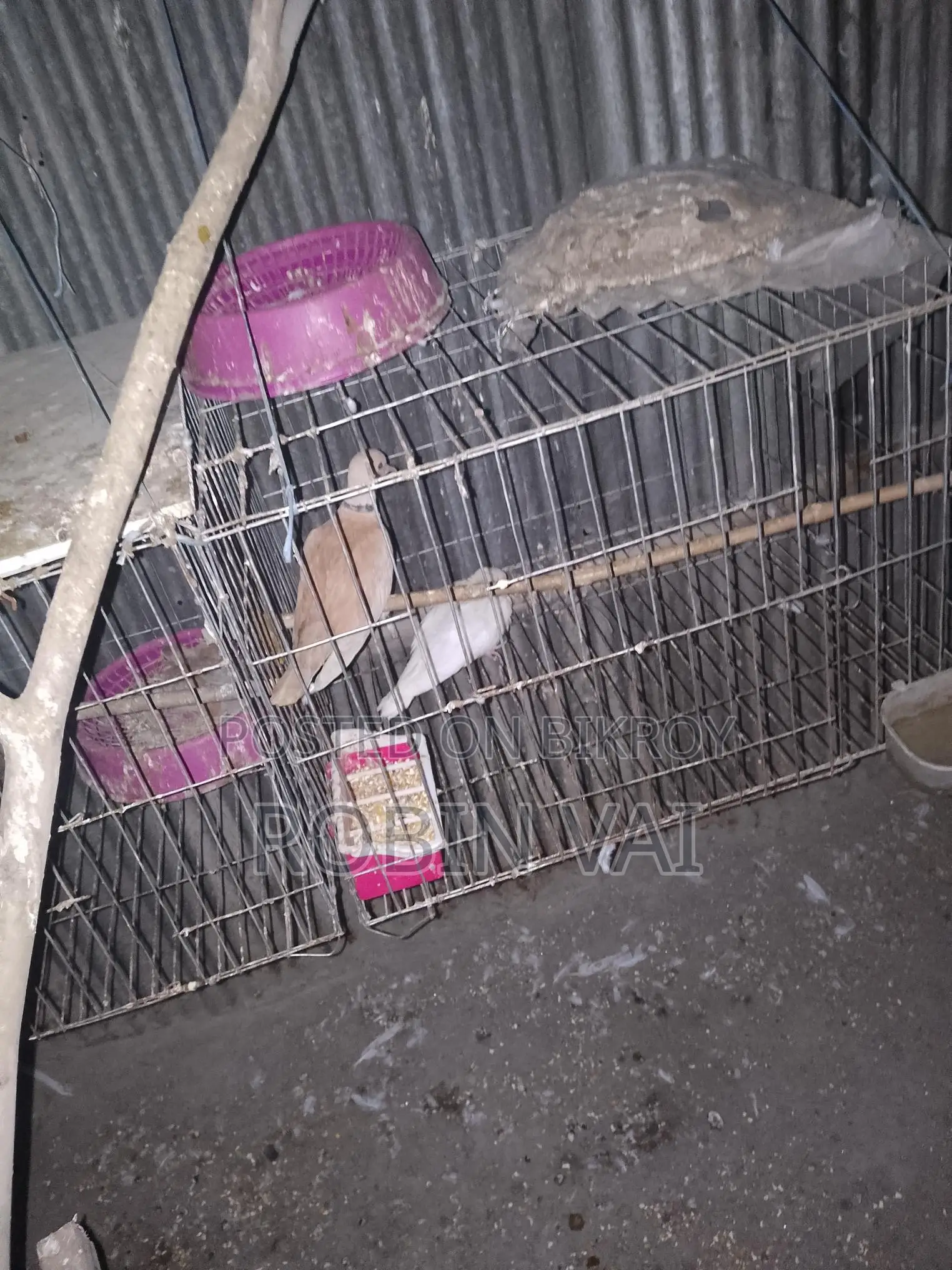 Dove Birds
