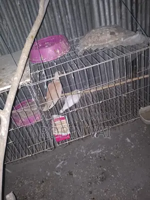 Dove Birds