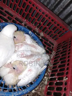 Dove Birds