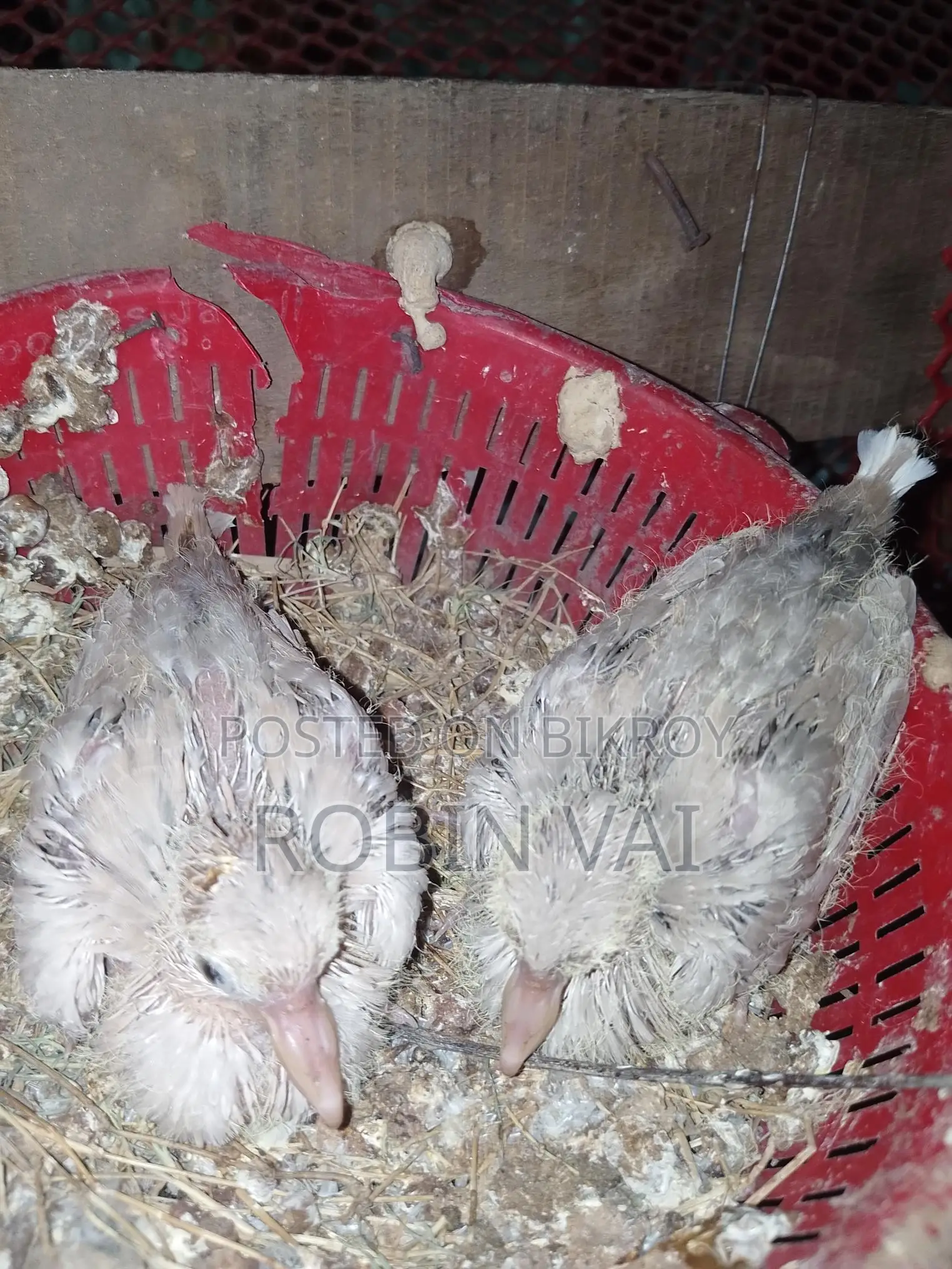 Dove Birds