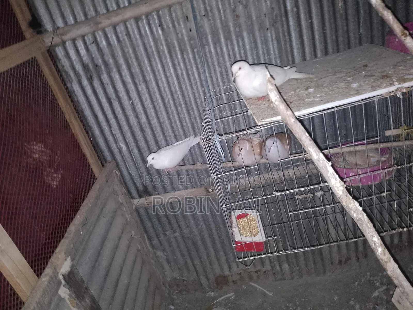 Dove Birds