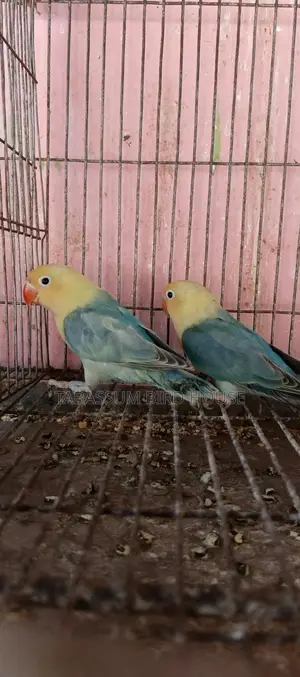 লাভ বার্ড