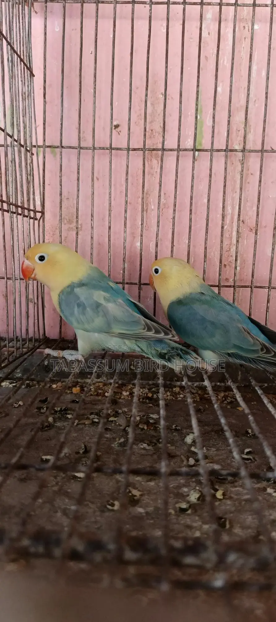 লাভ বার্ড