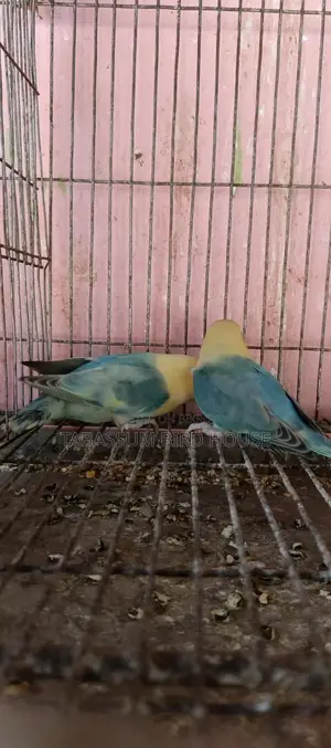 লাভ বার্ড