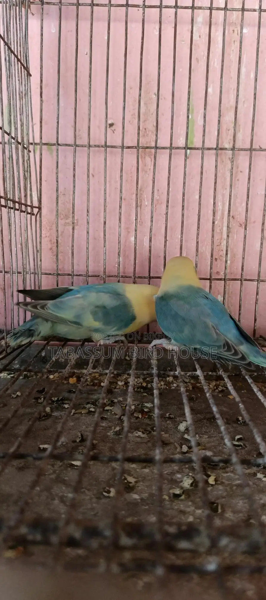 লাভ বার্ড