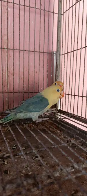 লাভ বার্ড