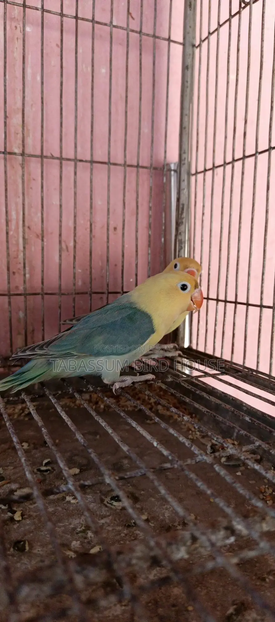 লাভ বার্ড