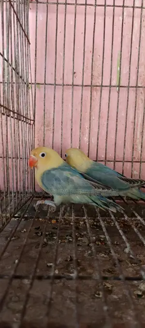 লাভ বার্ড