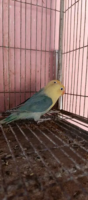 লাভ বার্ড