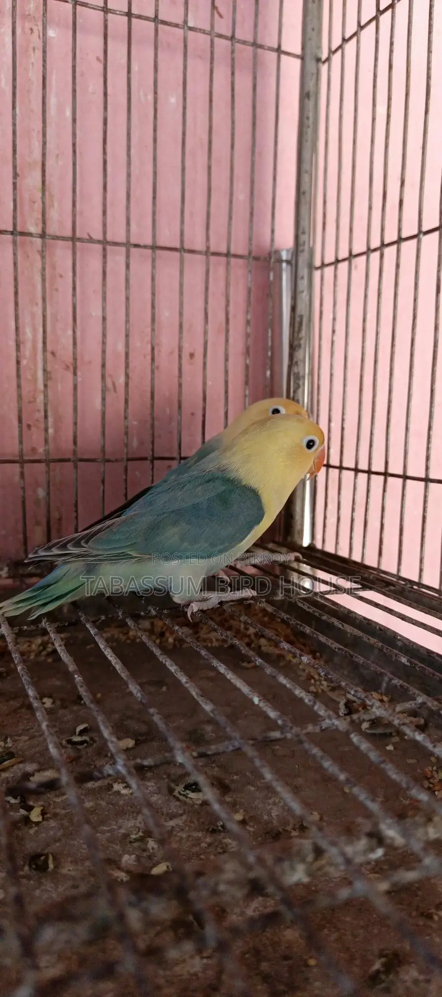 লাভ বার্ড
