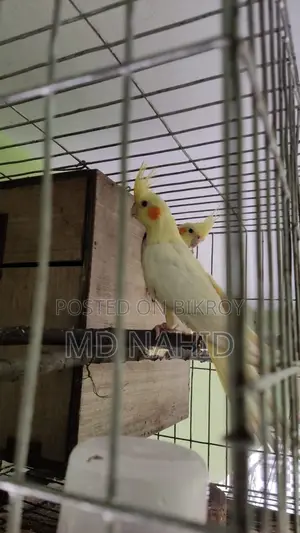 Cockatiel