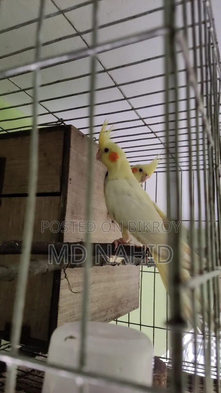 Cockatiel