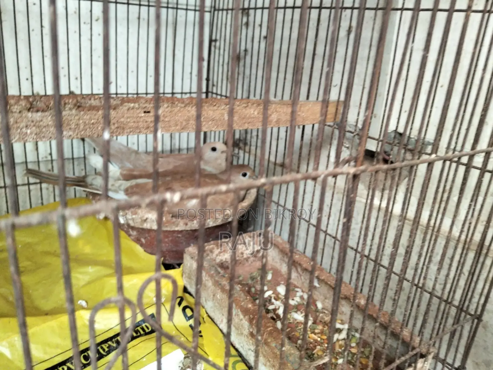 Australian Dove (Gugu Pakhi)