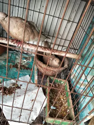 Australian Dove (Gugu Pakhi)