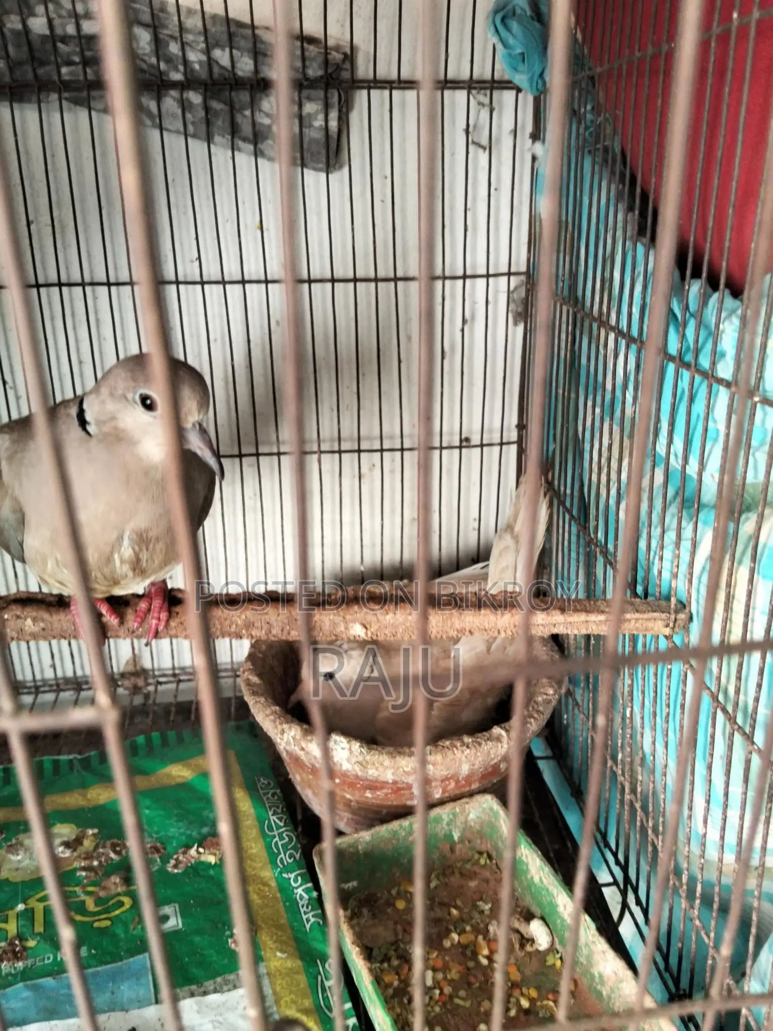 Australian Dove (Gugu Pakhi)