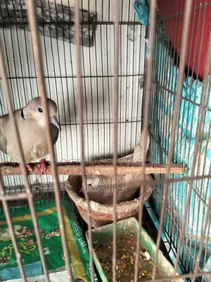 Australian Dove (Gugu Pakhi)