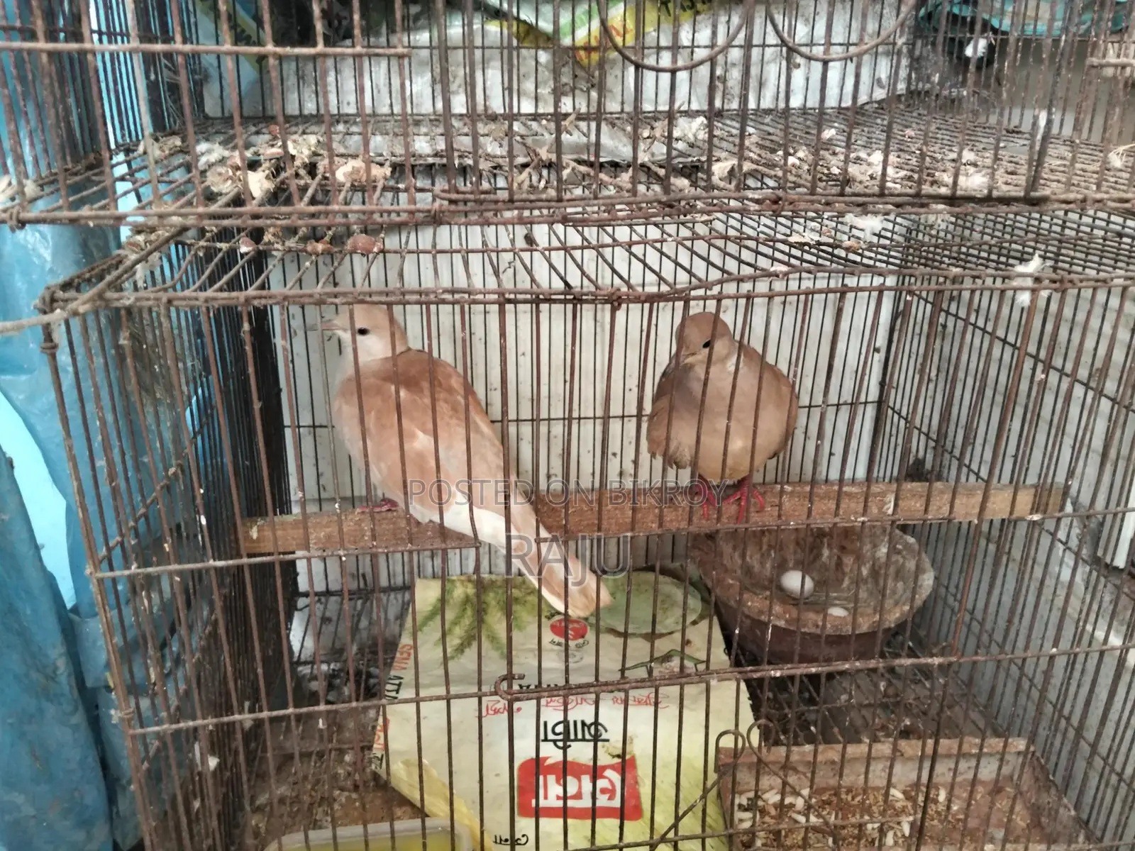 Australian Dove (Gugu Pakhi)