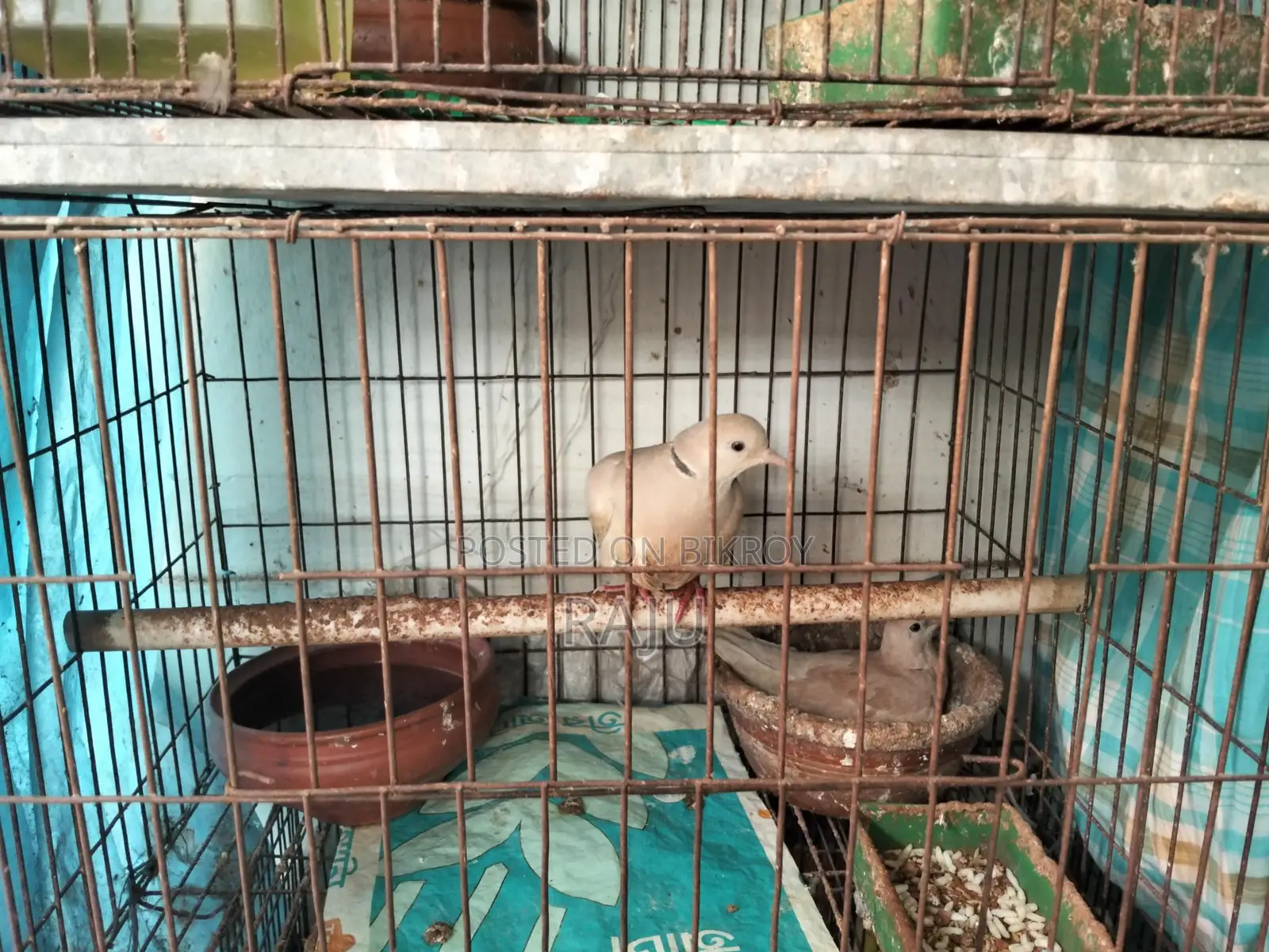 Australian Dove (Gugu Pakhi)