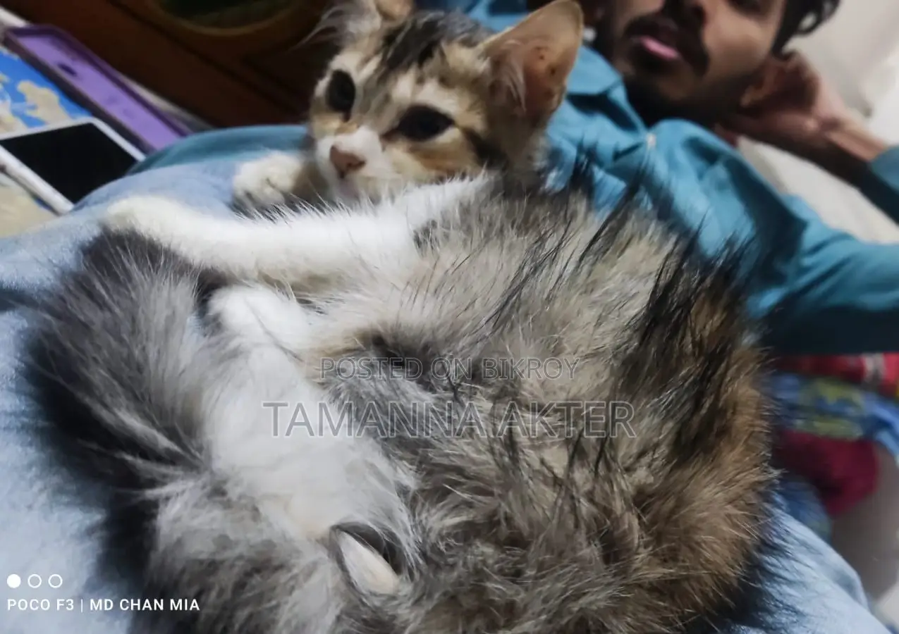 Persian And Mix Breed Baby Cat Emergency Sale No Issues