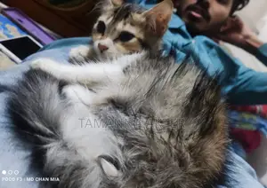 Persian And Mix Breed Baby Cat Emergency Sale No Issues