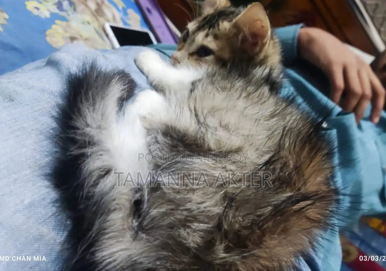 Persian And Mix Breed Baby Cat Emergency Sale No Issues