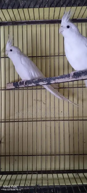 A pair of Albino Cockatiels for sale.