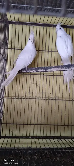 A pair of Albino Cockatiels for sale.