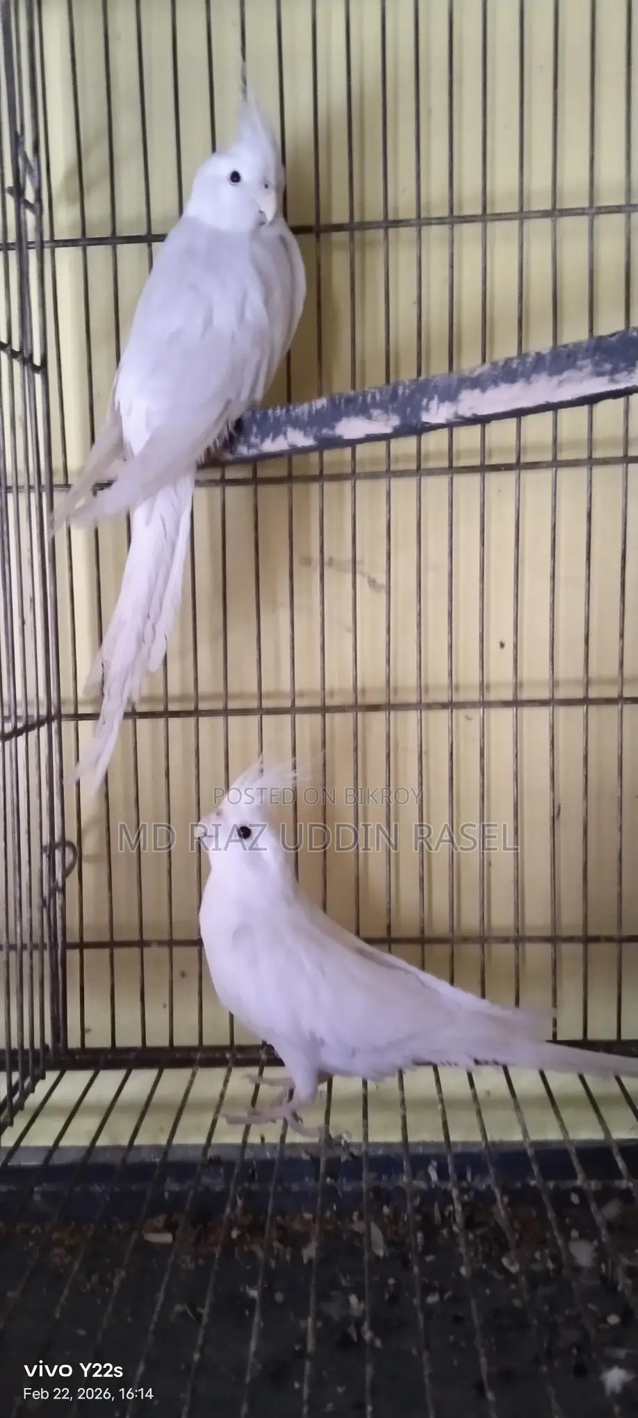 A pair of Albino Cockatiels for sale.