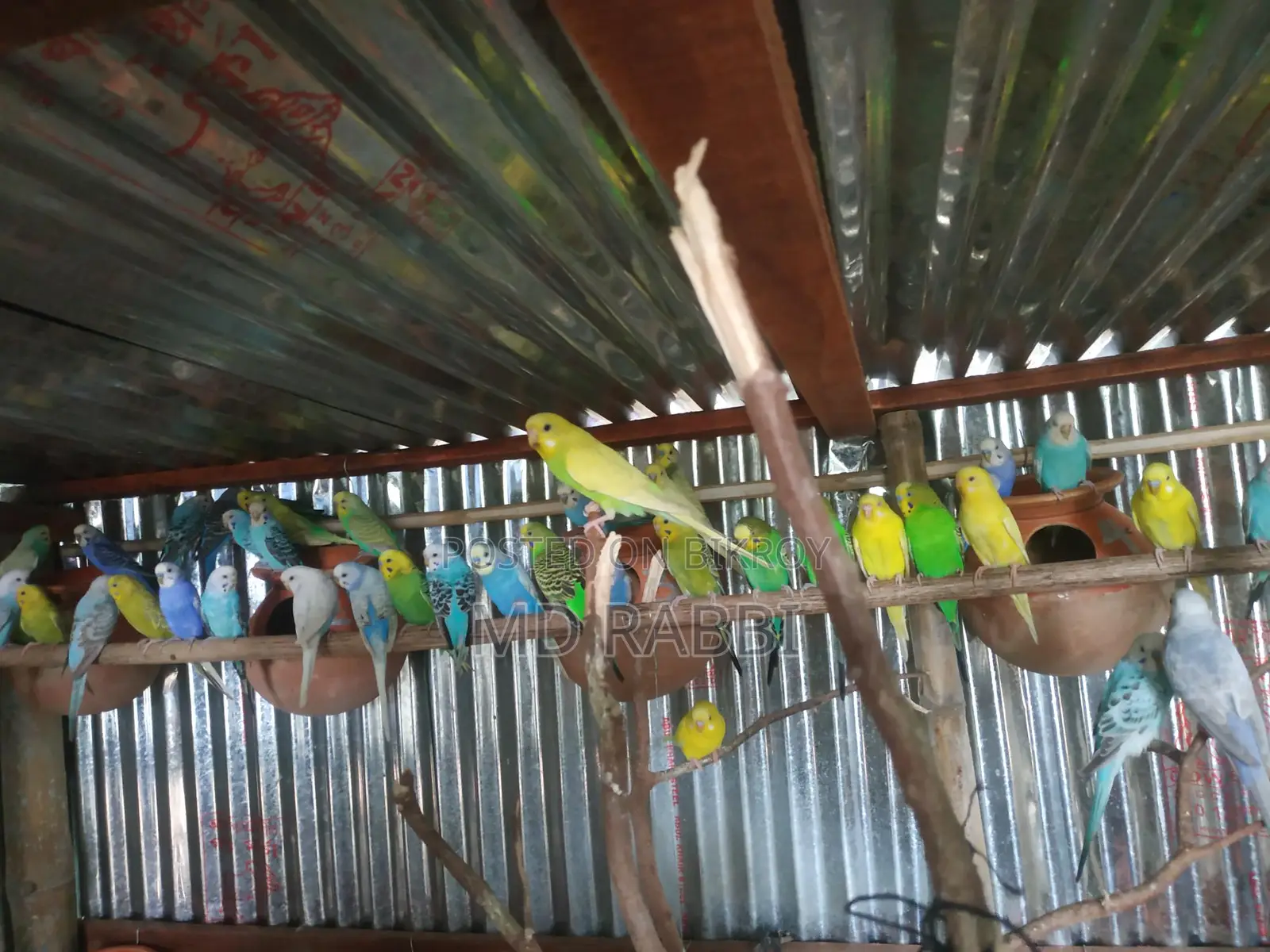 Budgie Birds