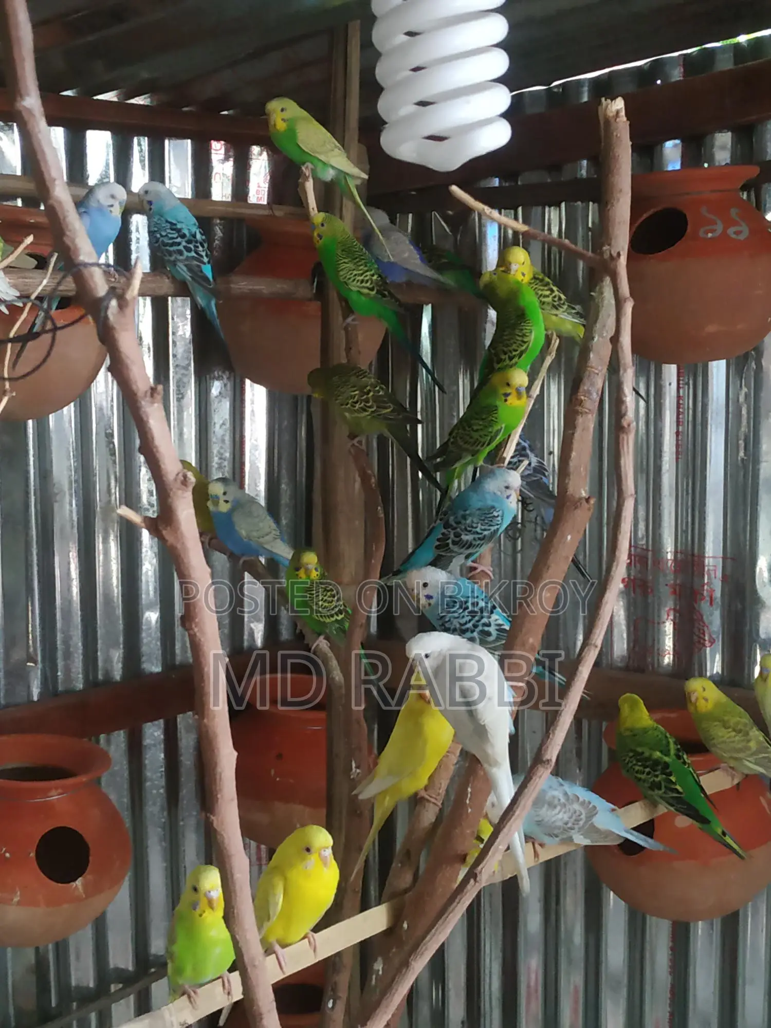 Budgie Birds