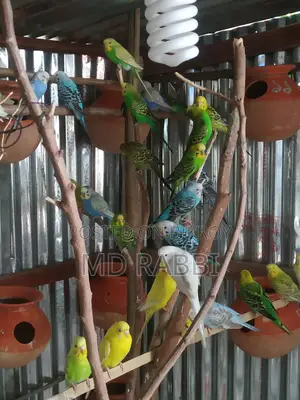 Budgie Birds