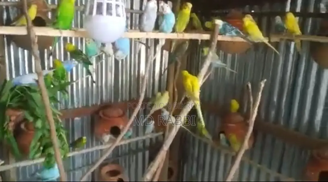 Budgie Birds