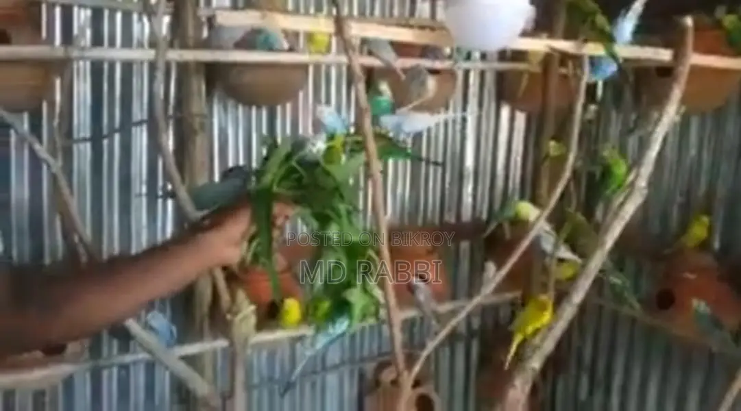 Budgie Birds
