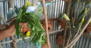 Budgie Birds