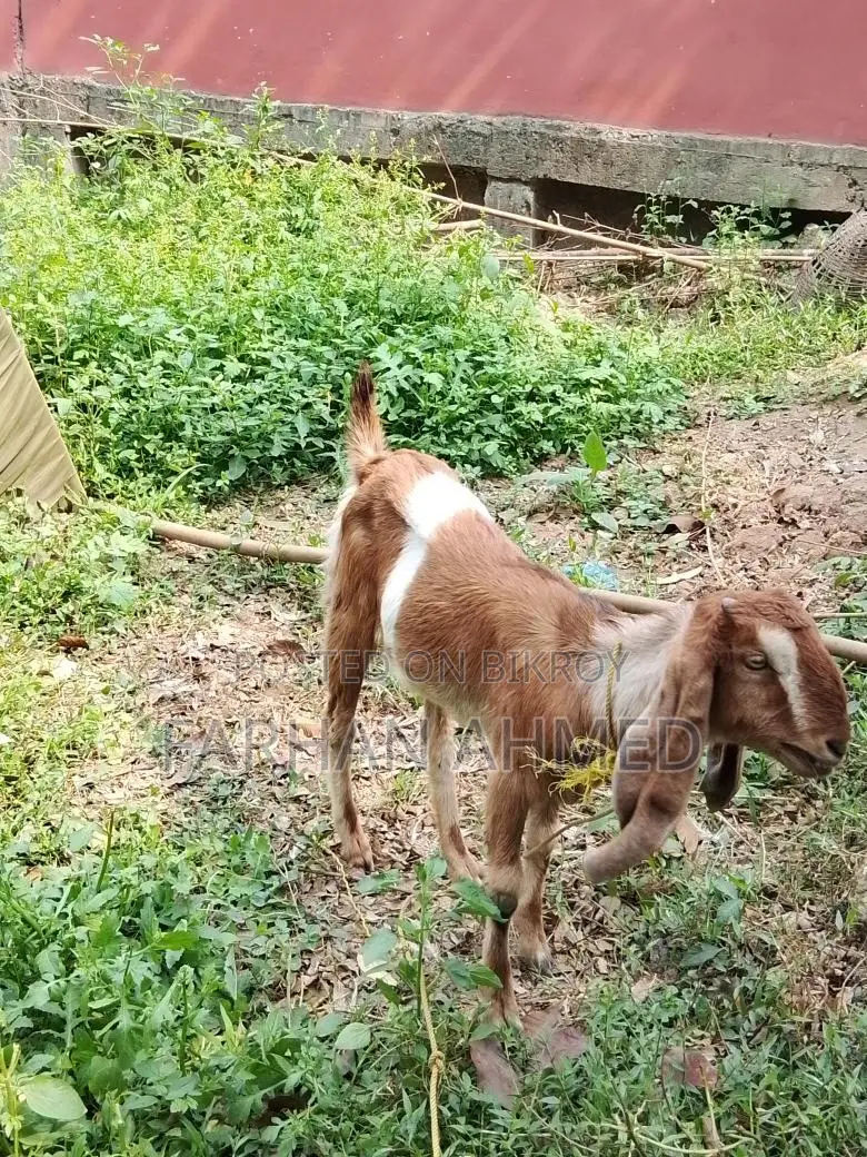 রাম ছাগল পাতি