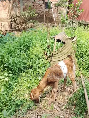 রাম ছাগল পাতি