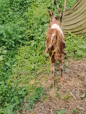 রাম ছাগল পাতি