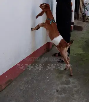 রাম ছাগল পাতি