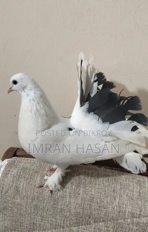 কবুতর বিক্রি করা হবে...