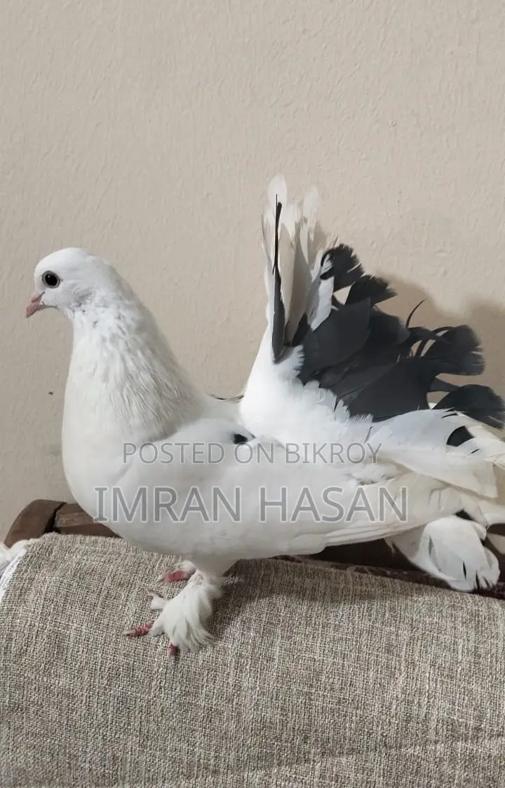 Pigeons for Sale