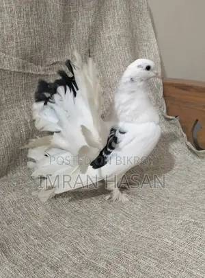 Pigeons for Sale