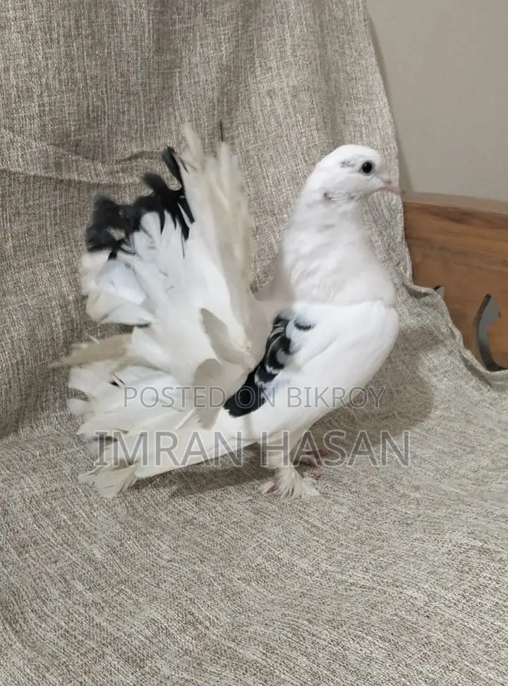 Pigeons for Sale