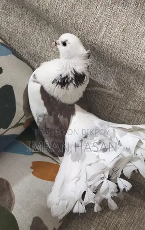 Pigeons for Sale