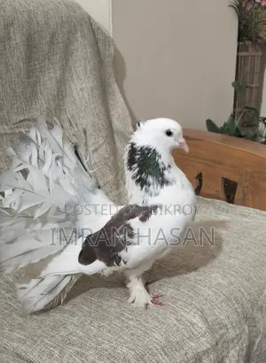 Pigeons for Sale