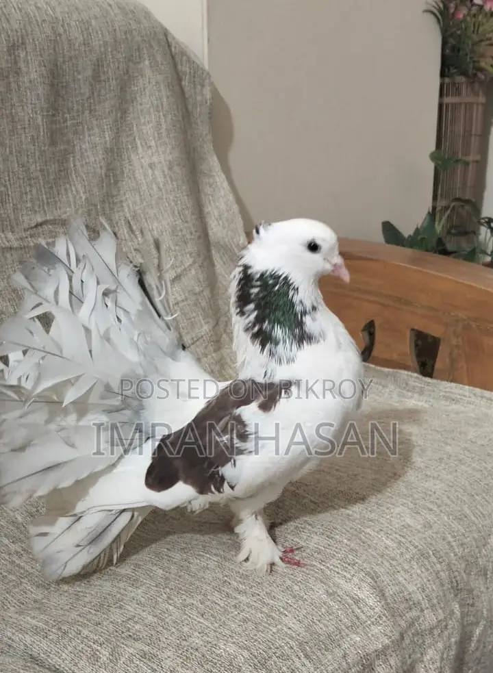 Pigeons for Sale