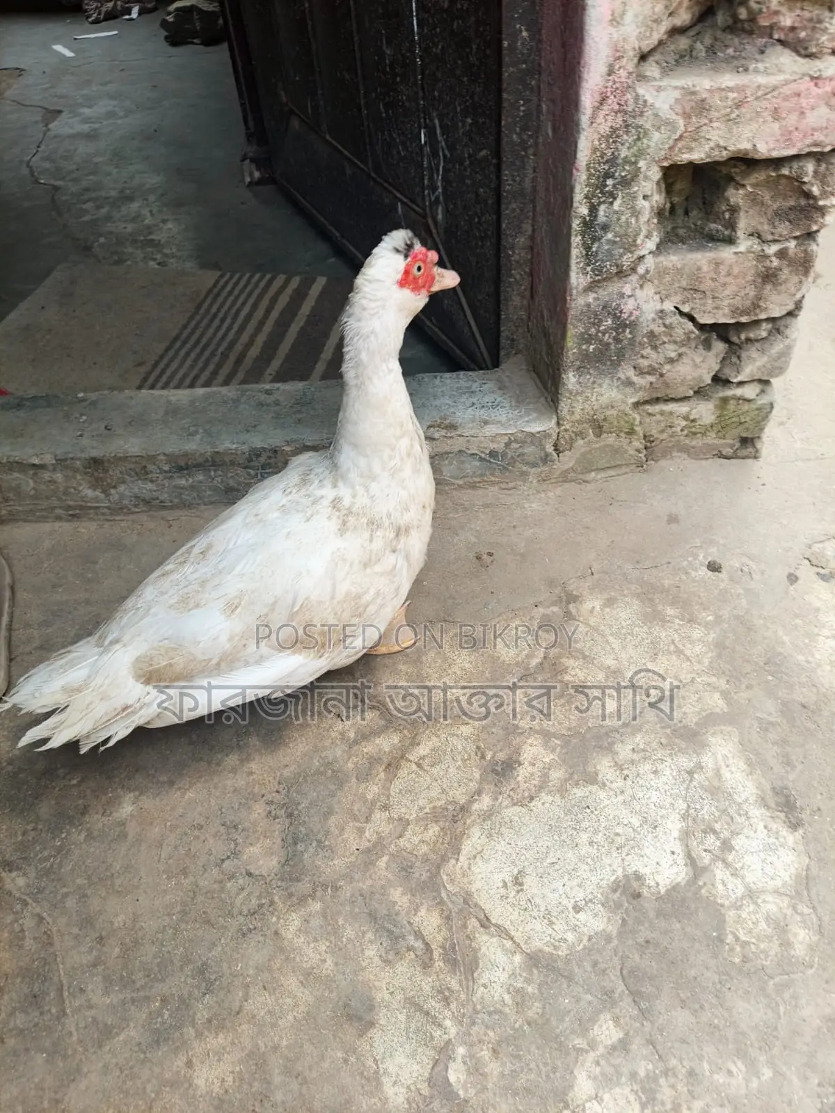 Chinese Duck