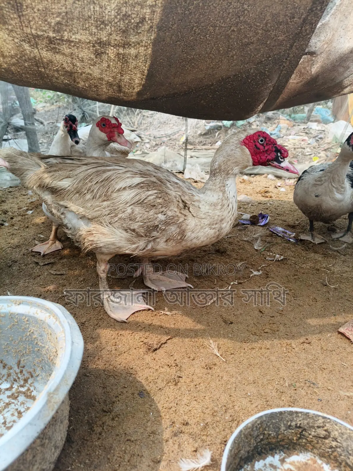 Chinese Duck