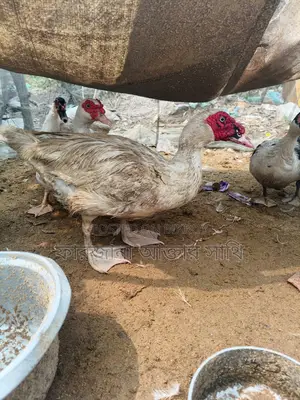 Chinese Duck